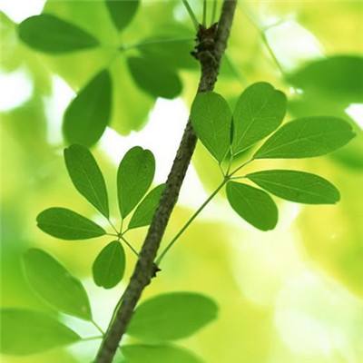 伊甸启示录最新版(暂未上线)v1.0.0 安卓最新版
